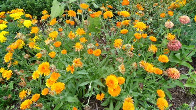 Calendula ‘Costa’ Orange, classé parmi les nains, «résistant» au mildiou